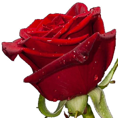 red rose -11 500×500
