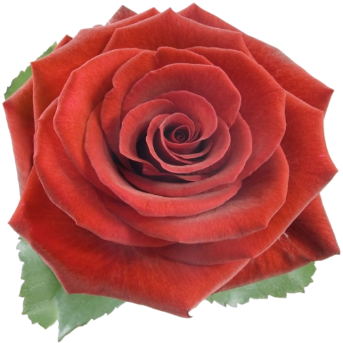 red rose -500×500